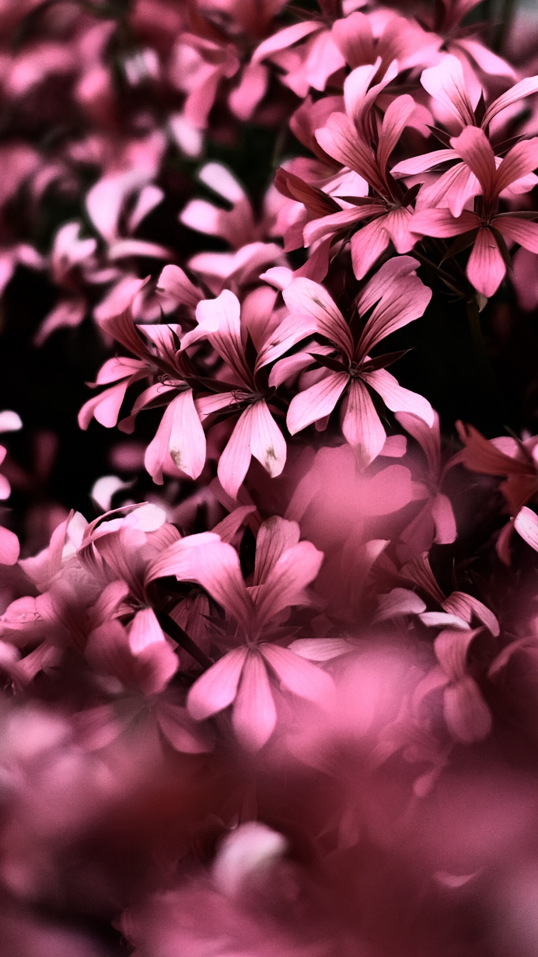 Fleurs Roses Dans L'objectif à Basculement. Wallpaper in 1080x1920 Resolution