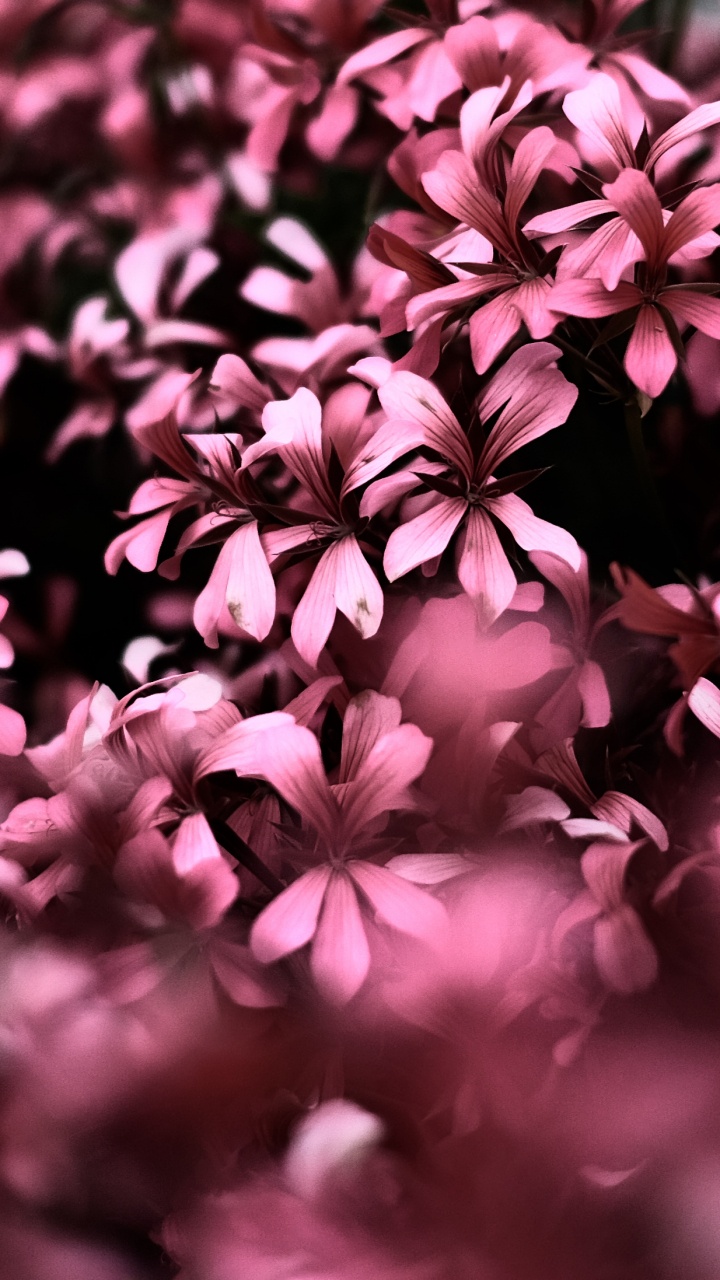 Flores Rosadas en Lentes de Cambio de Inclinación. Wallpaper in 720x1280 Resolution