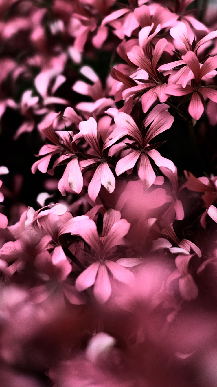 Flores Rosadas en Lentes de Cambio de Inclinación. Wallpaper in 750x1334 Resolution