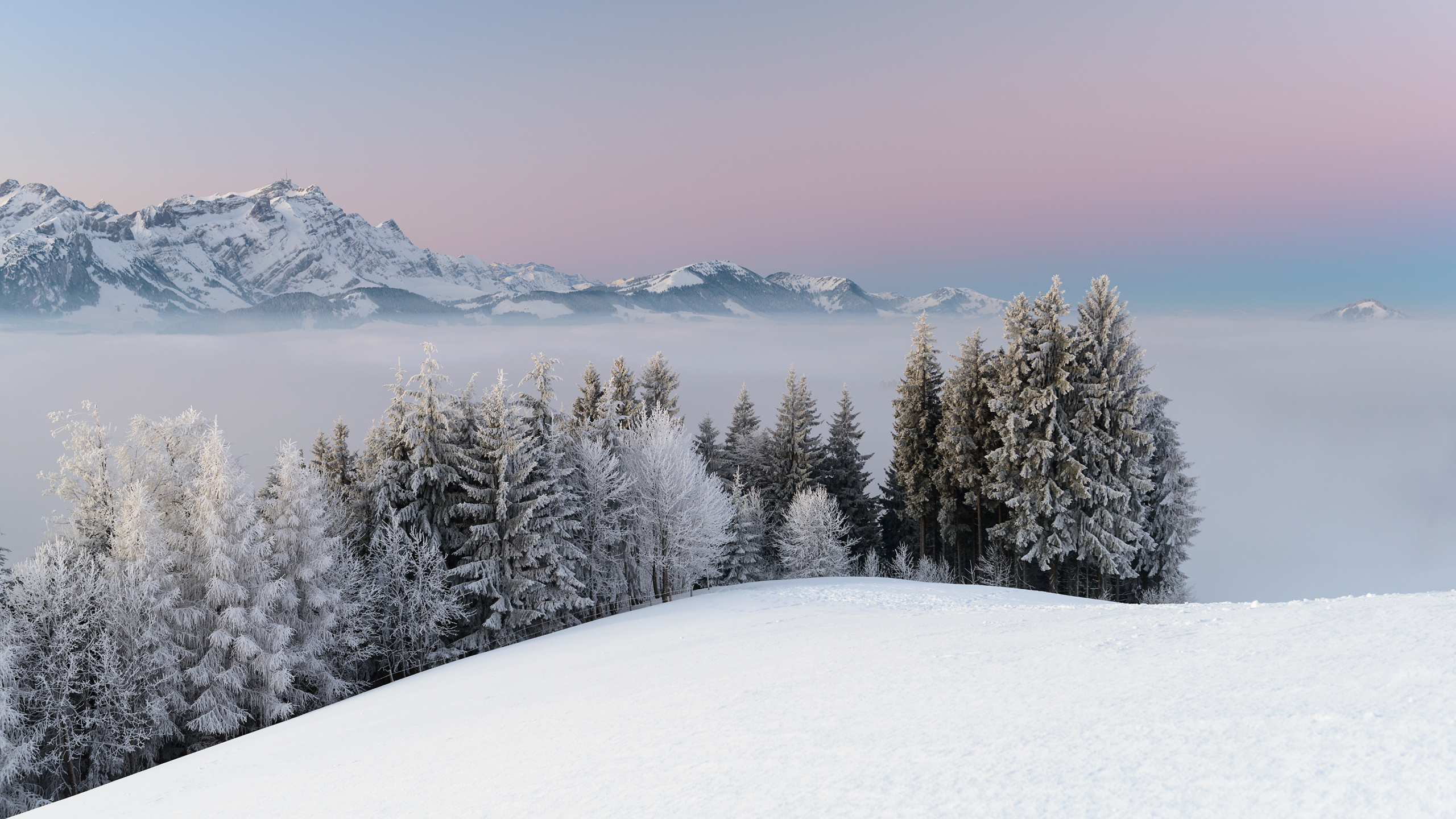 Tagsüber Grüne Pinien Auf Schneebedecktem Boden. Wallpaper in 2560x1440 Resolution