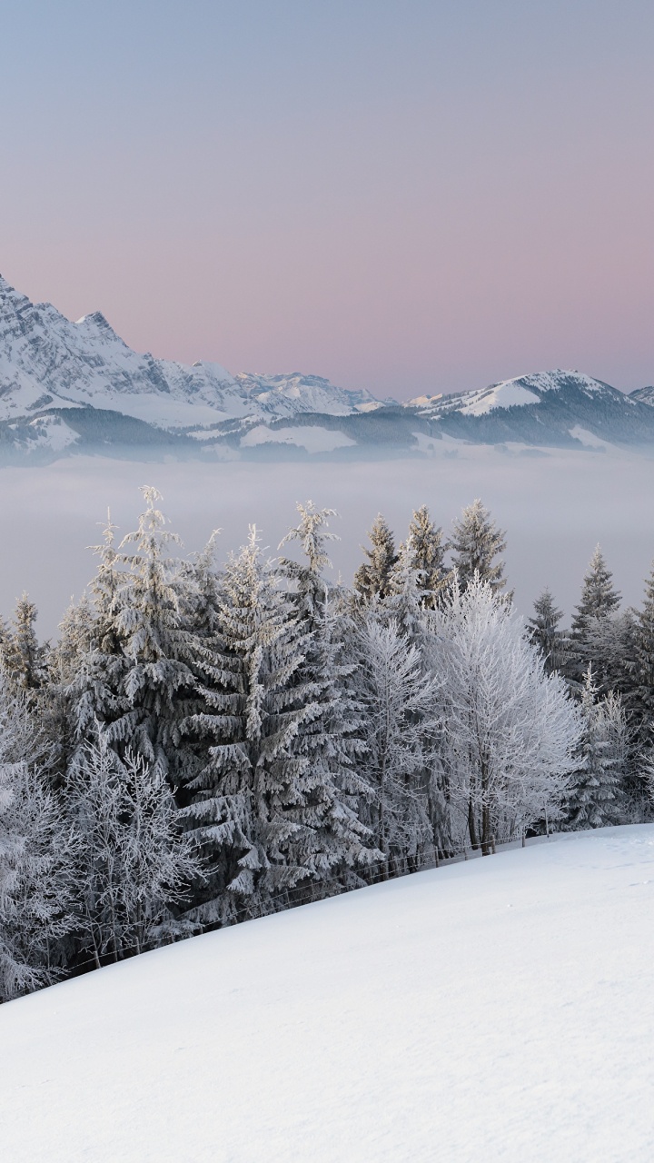 Green Pine Trees on Snow Covered Ground During Daytime. Wallpaper in 720x1280 Resolution