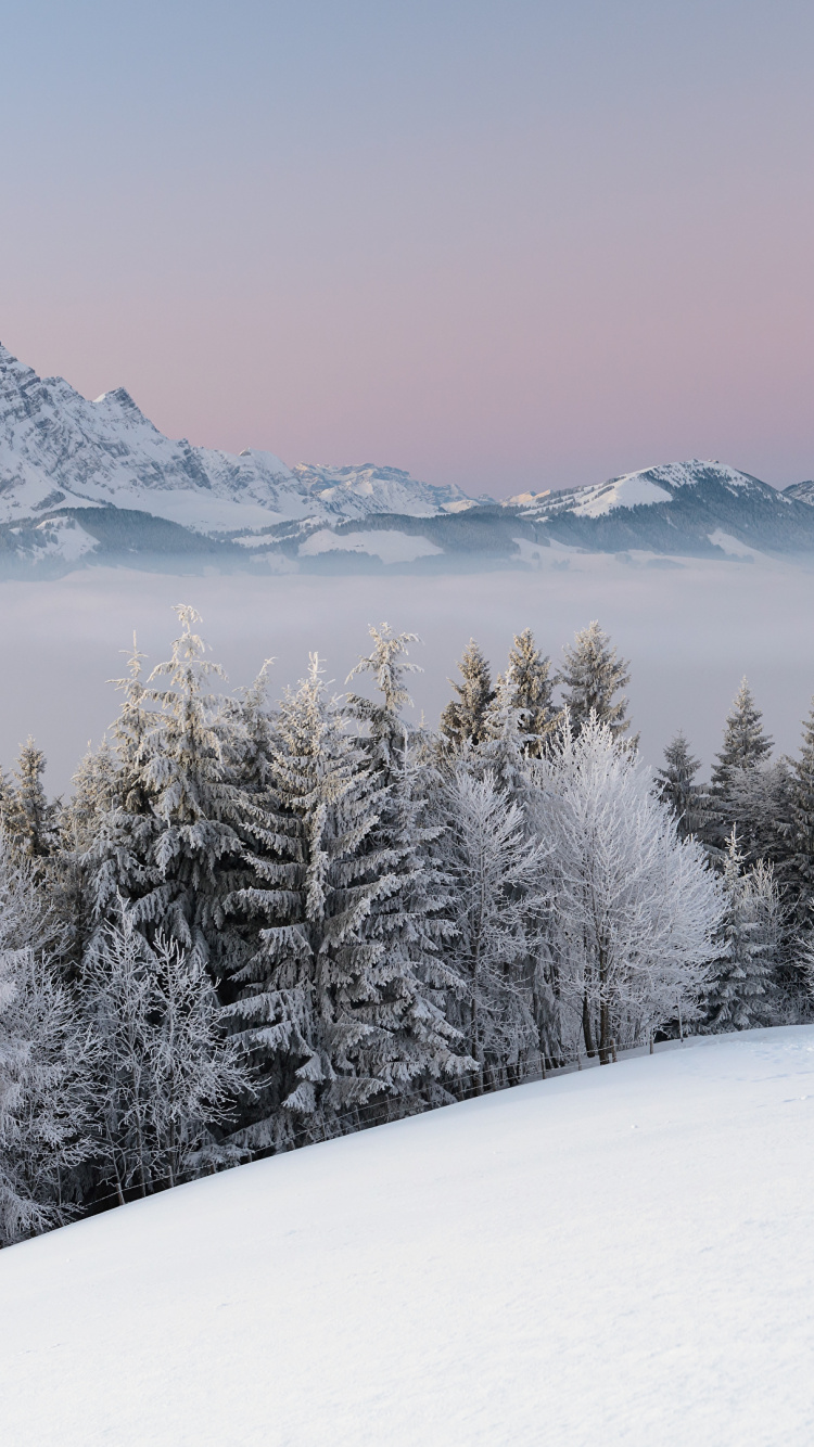 Green Pine Trees on Snow Covered Ground During Daytime. Wallpaper in 750x1334 Resolution