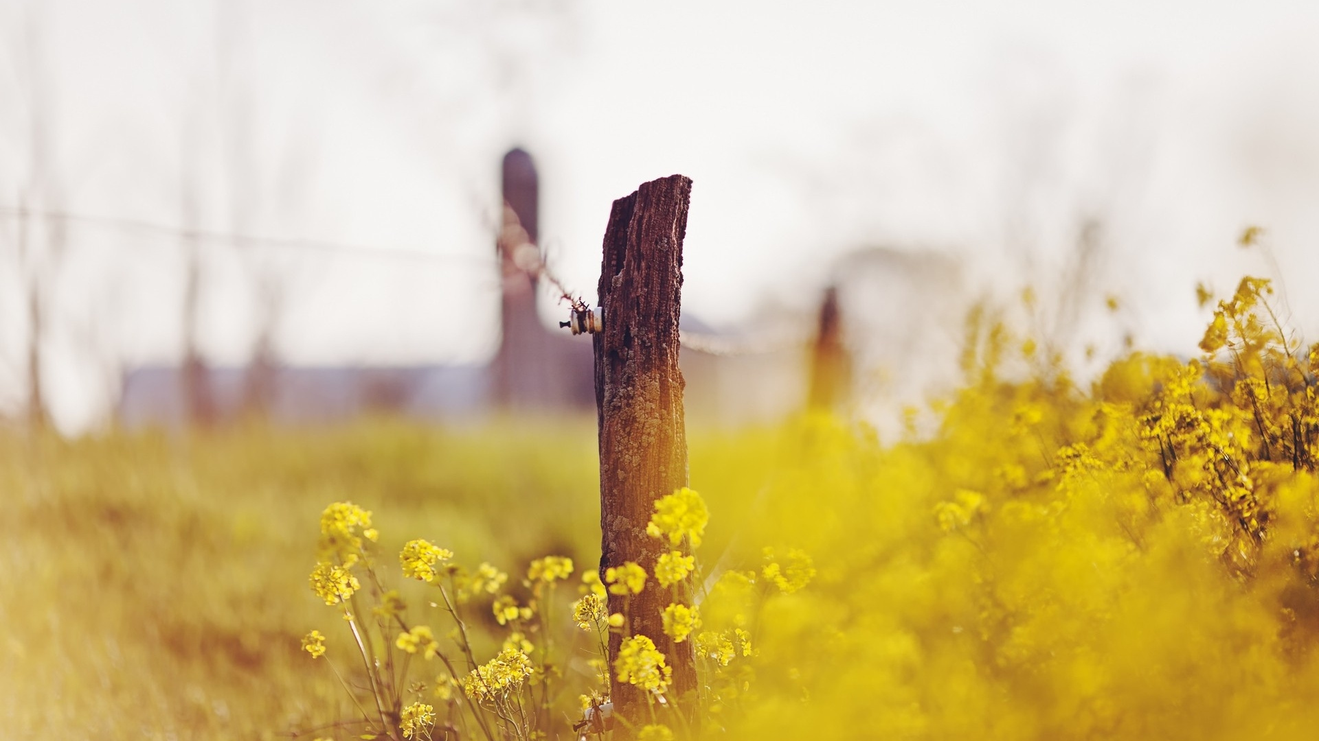 Yellow Flower Field During Daytime. Wallpaper in 1920x1080 Resolution