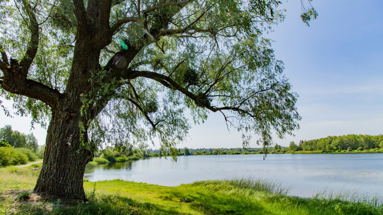 Green Grass Field Near Body of Water During Daytime. Wallpaper in 1280x720 Resolution