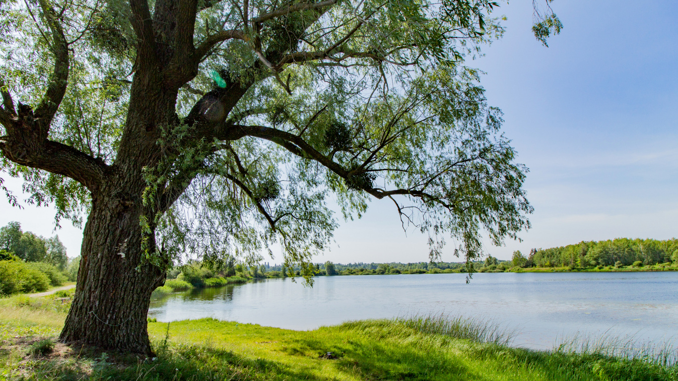 Green Grass Field Near Body of Water During Daytime. Wallpaper in 1366x768 Resolution