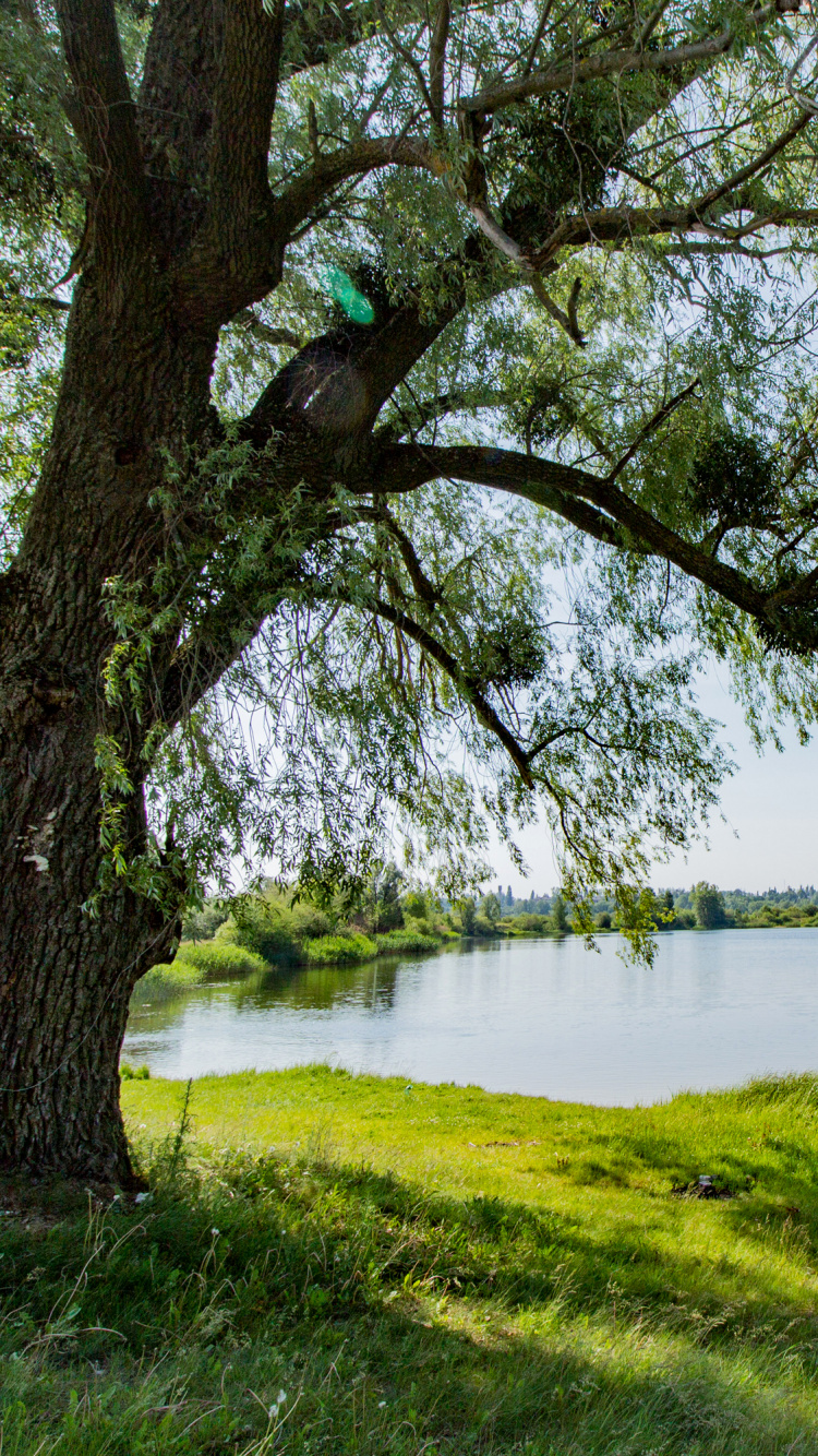 Green Grass Field Near Body of Water During Daytime. Wallpaper in 750x1334 Resolution
