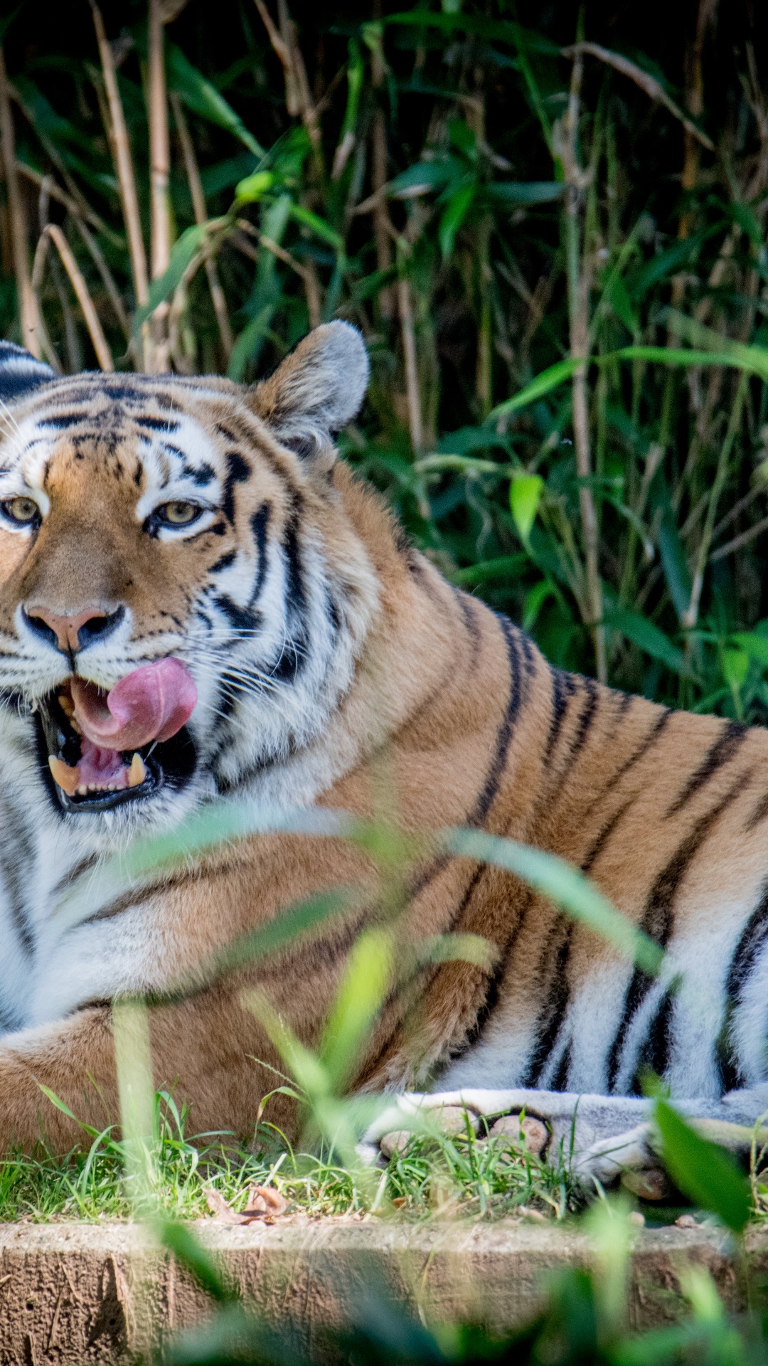 Tiger, Big Cat, Leopard, Bengal Tiger, Siberian Tiger. Wallpaper in 1080x1920 Resolution