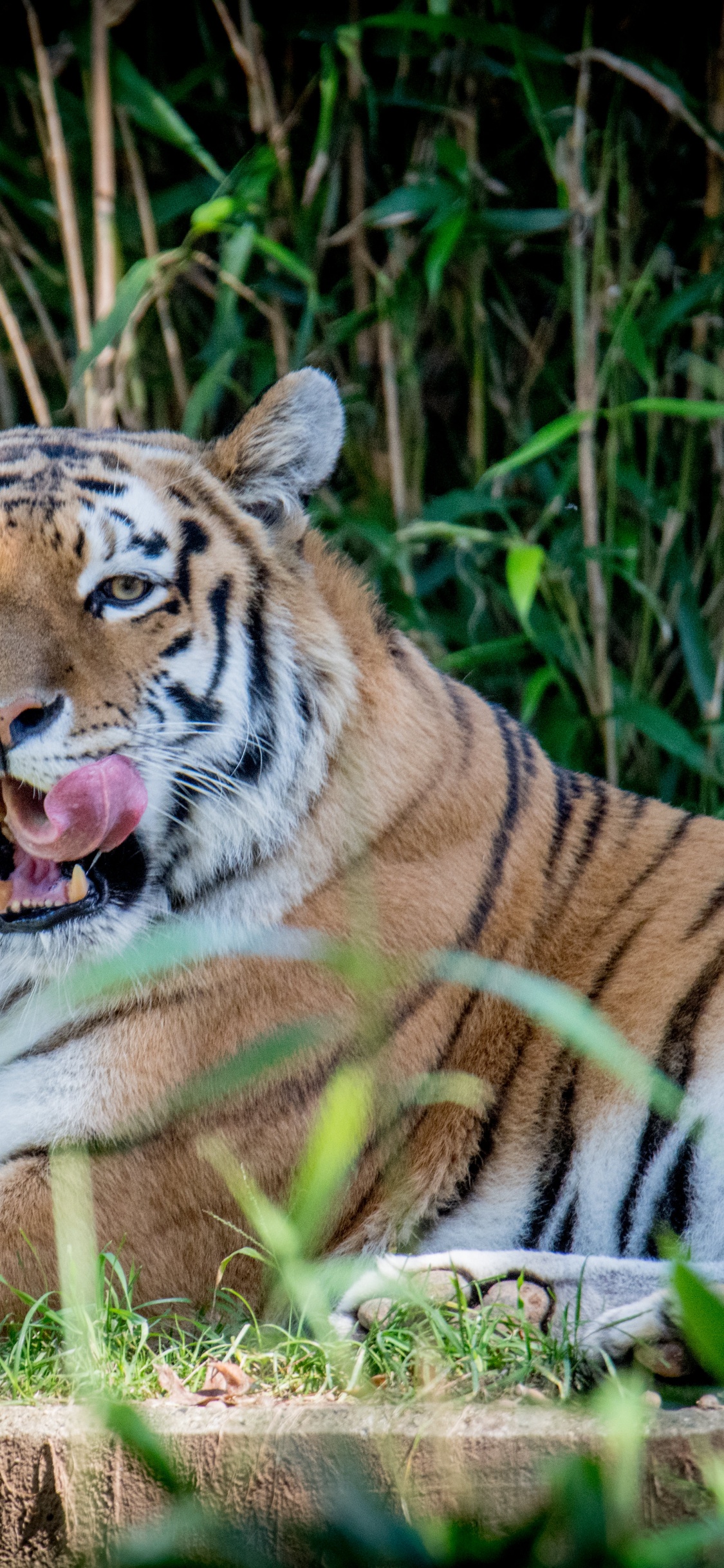 Tiger, Big Cat, Leopard, Bengal Tiger, Siberian Tiger. Wallpaper in 1125x2436 Resolution