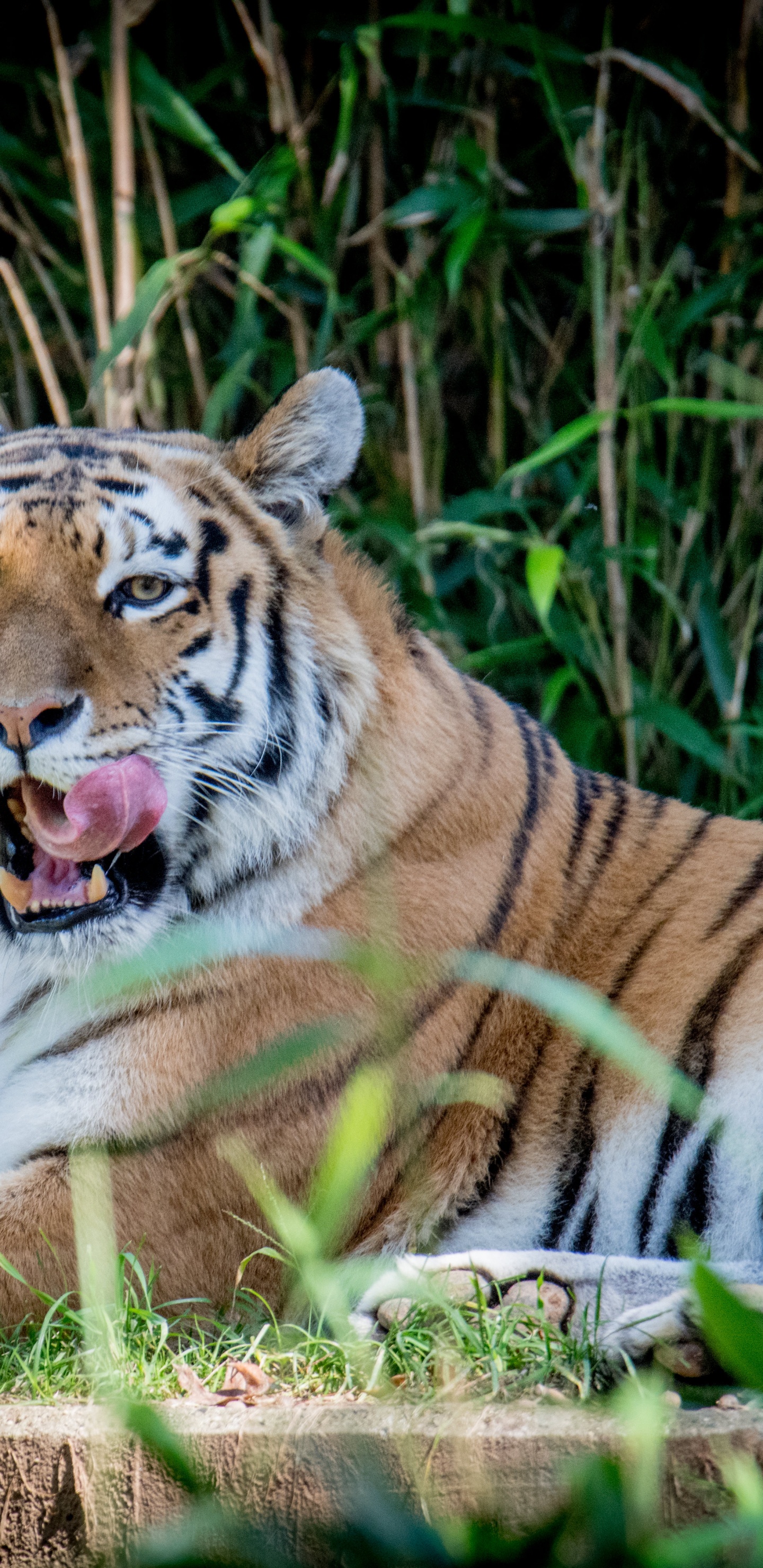 Tiger, Big Cat, Leopard, Bengal Tiger, Siberian Tiger. Wallpaper in 1440x2960 Resolution