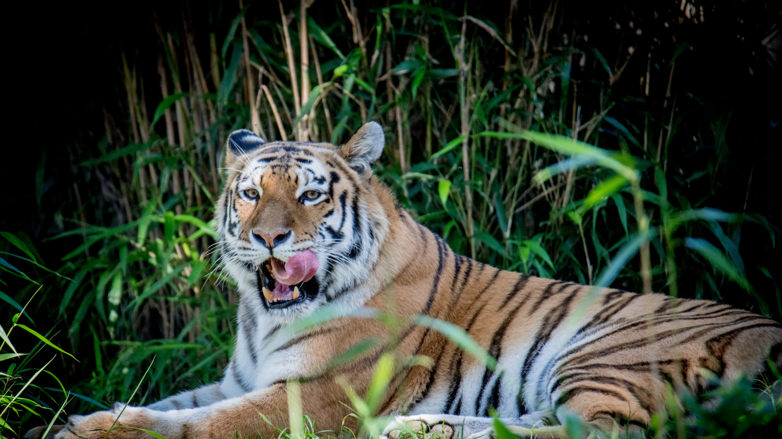 Tiger, Big Cat, Leopard, Bengal Tiger, Siberian Tiger. Wallpaper in 2560x1440 Resolution