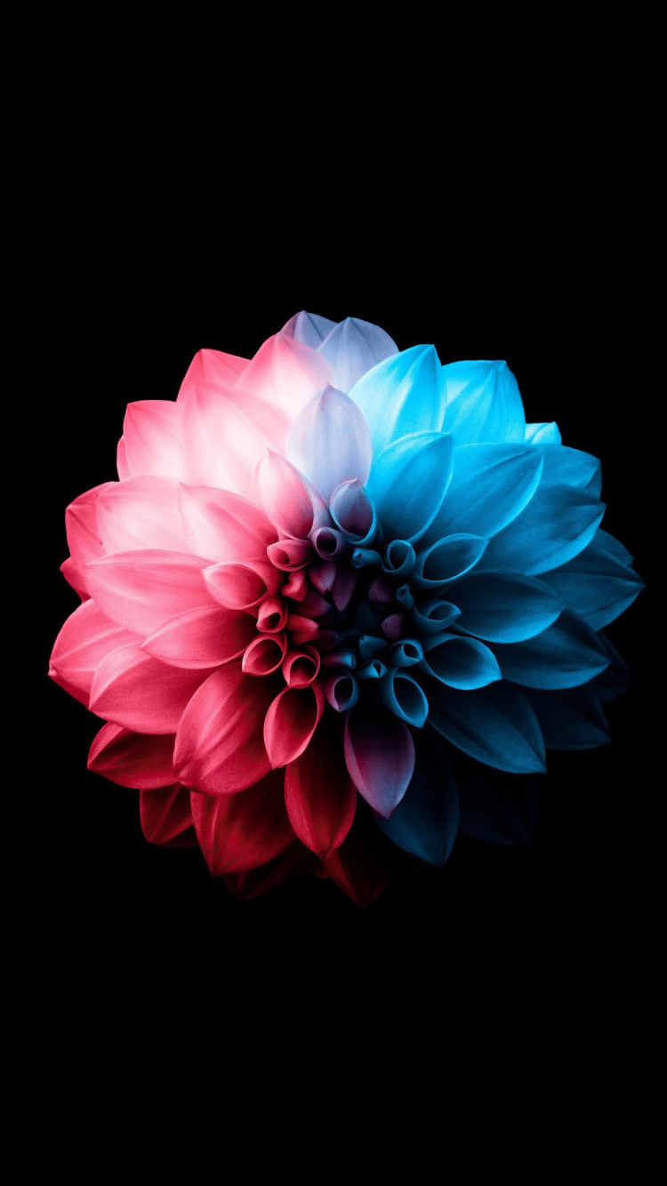Tablet, Amoled, Blütenblatt, Künstliche Blume, Kreative Kunst. Wallpaper in 750x1334 Resolution