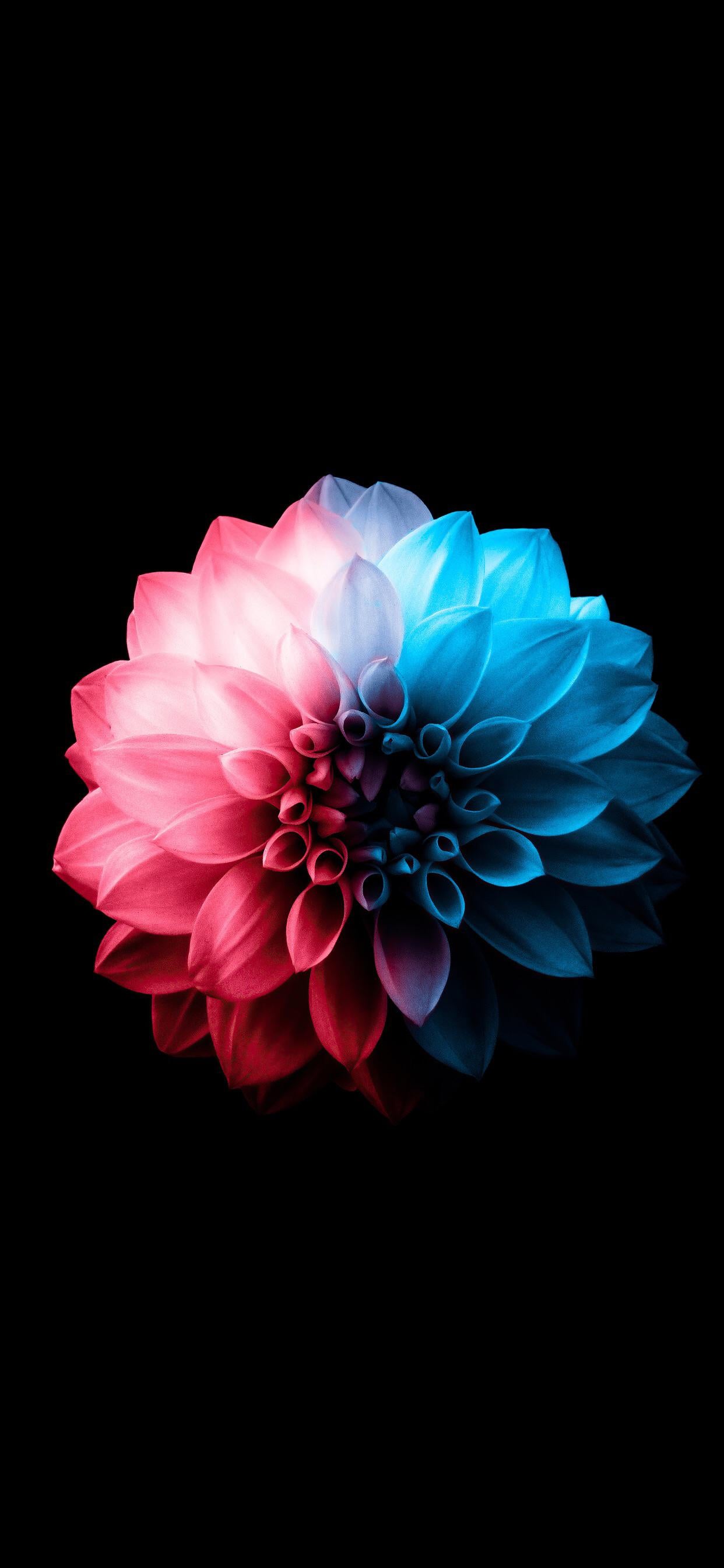 Download AMOLED Android Black Flower Wallpaper | Wallpapers.com