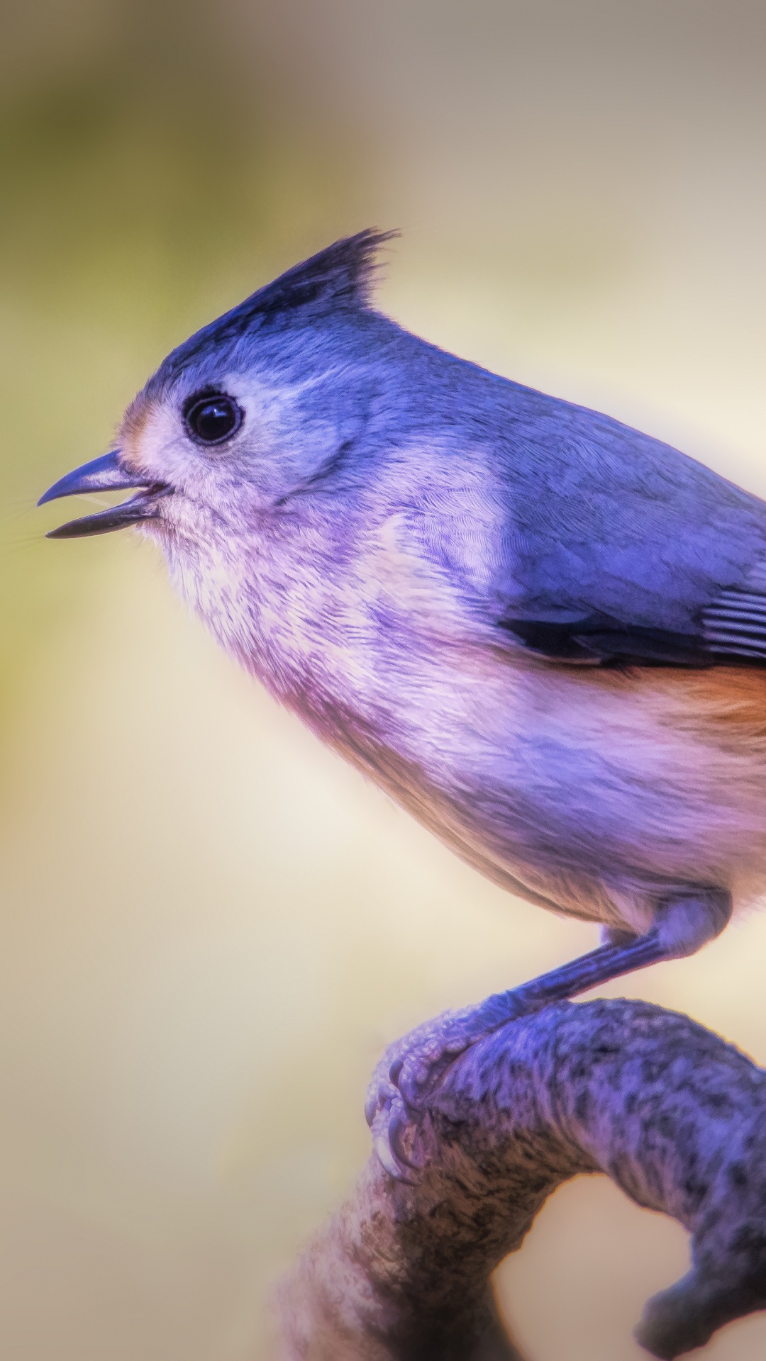 Oiseau Bleu et Blanc Sur Une Branche D'arbre Marron. Wallpaper in 1080x1920 Resolution