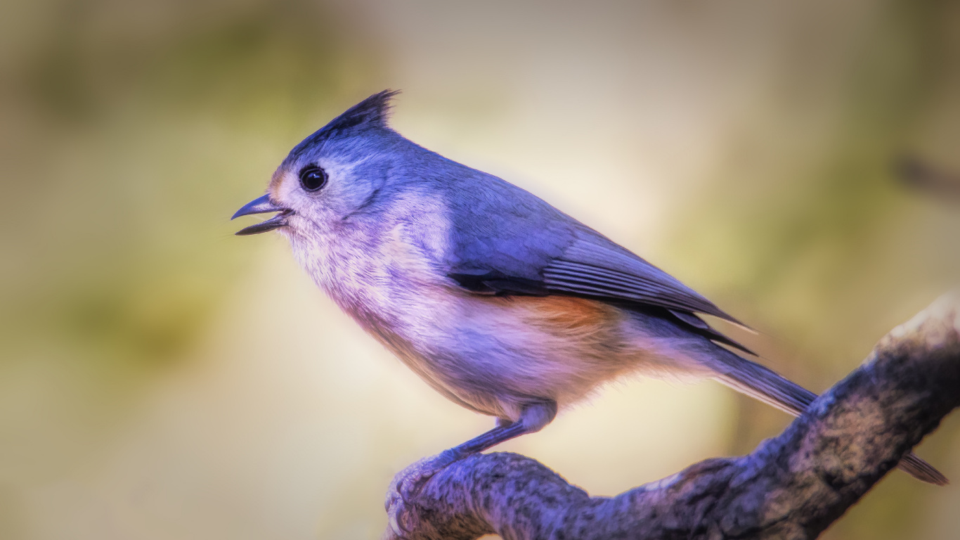 Oiseau Bleu et Blanc Sur Une Branche D'arbre Marron. Wallpaper in 1366x768 Resolution