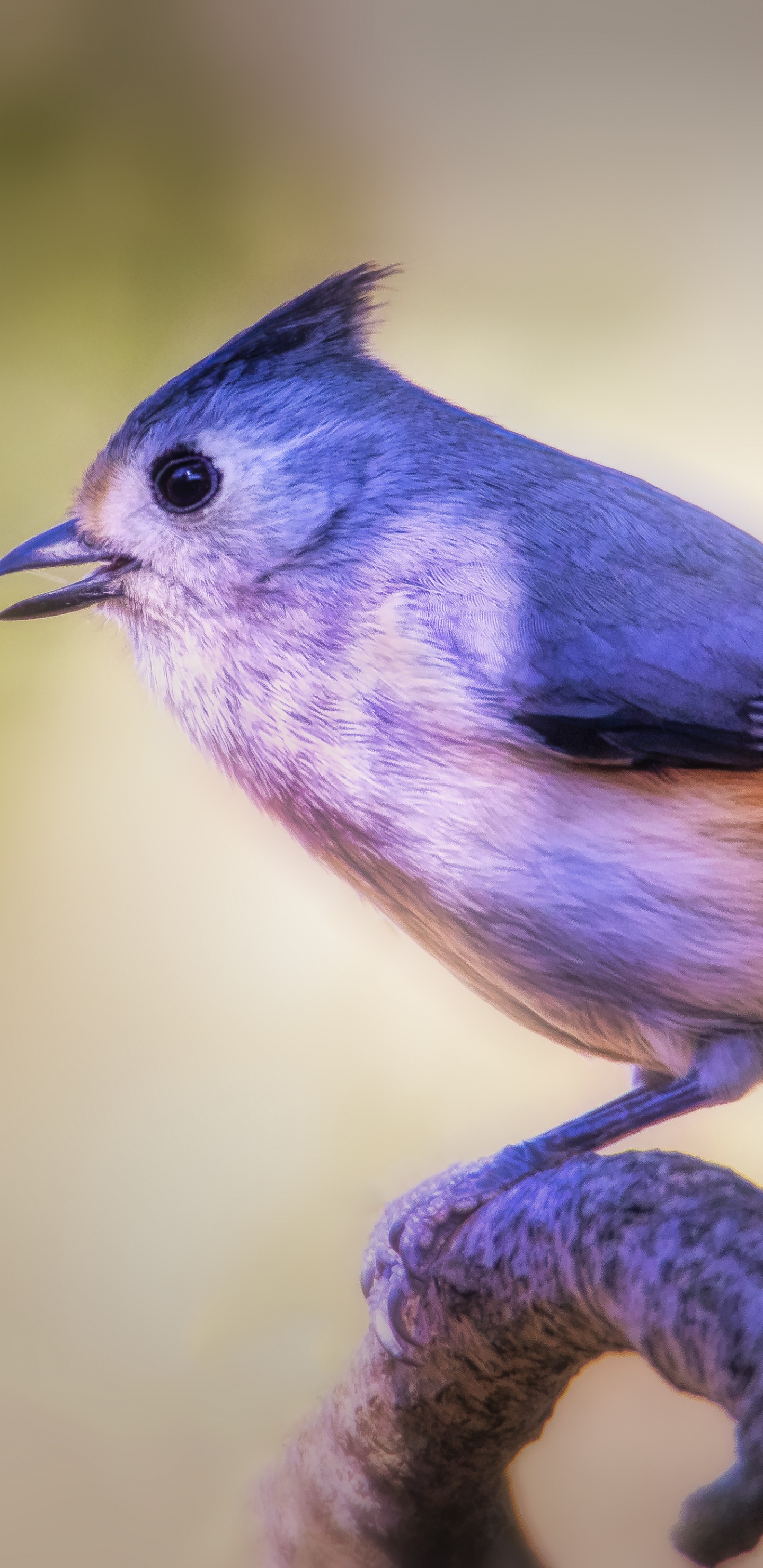 Oiseau Bleu et Blanc Sur Une Branche D'arbre Marron. Wallpaper in 1440x2960 Resolution