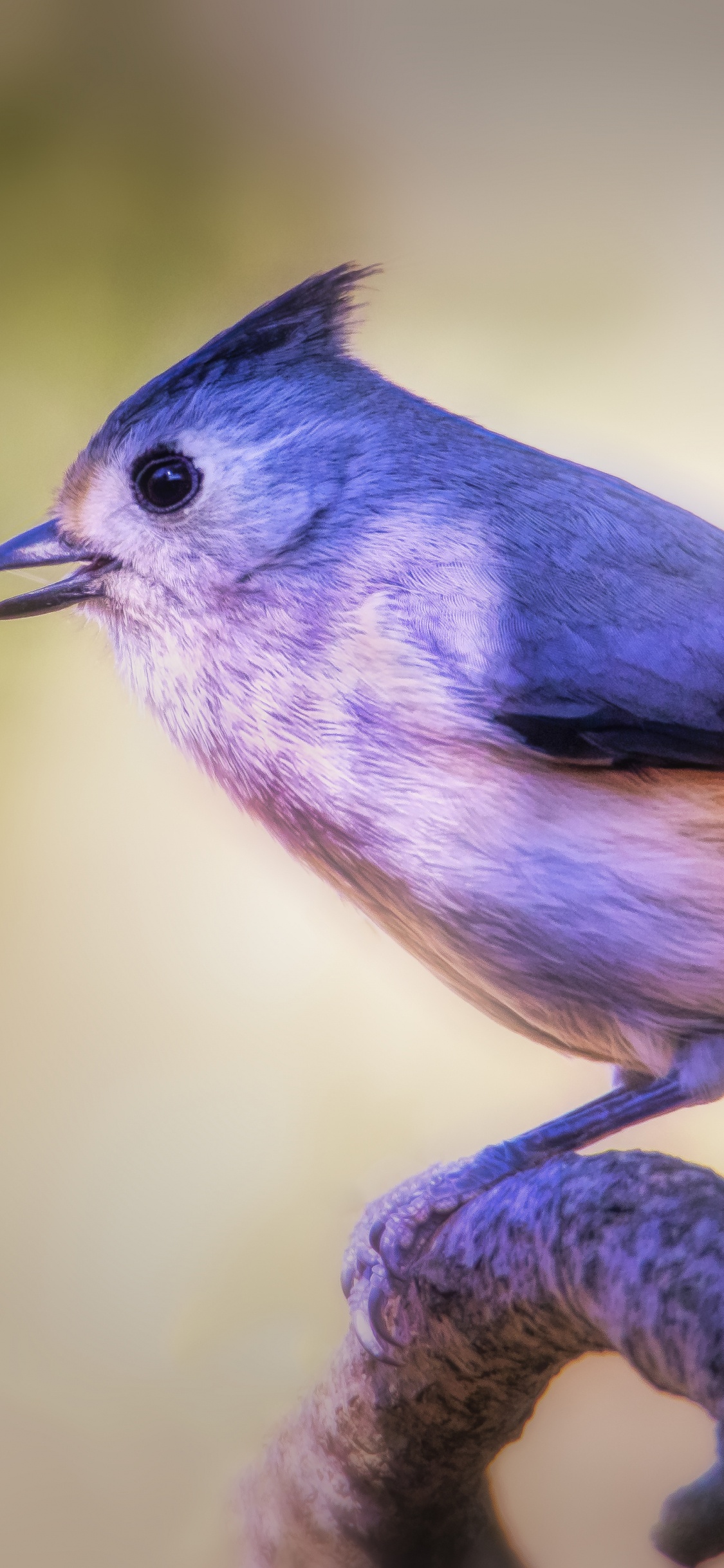 Pájaro Azul y Blanco en la Rama de un Árbol Marrón. Wallpaper in 1125x2436 Resolution