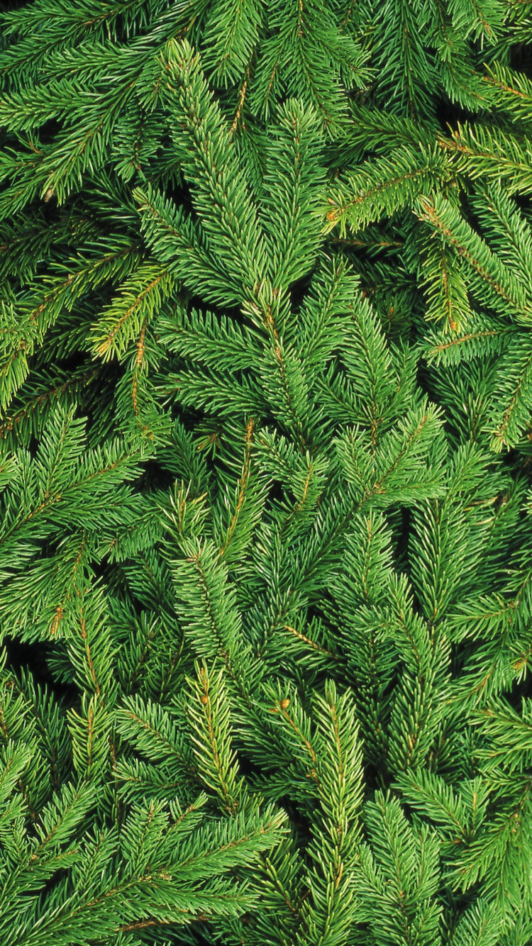 Nouvelle Année, Le Jour De Noël, Apple, IOS, Green. Wallpaper in 750x1334 Resolution