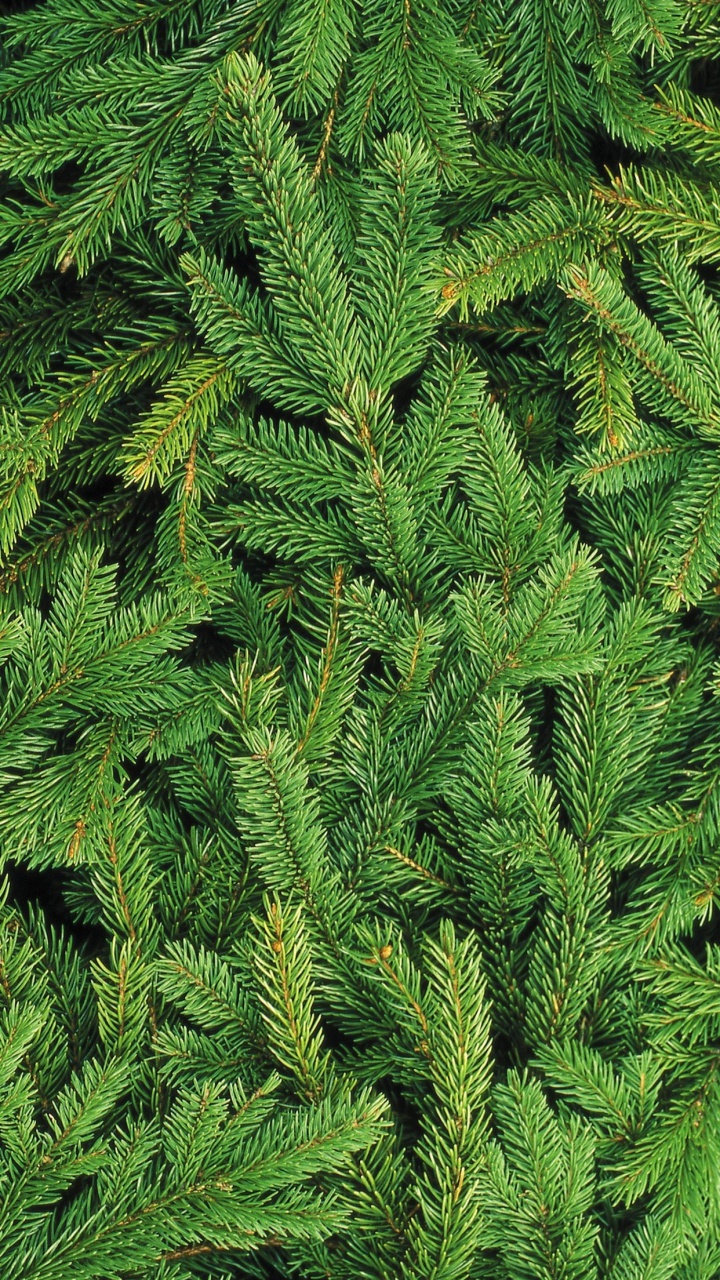 新的一年, 圣诞节, 圣诞节那天, 苹果, Ios 壁纸 720x1280 允许