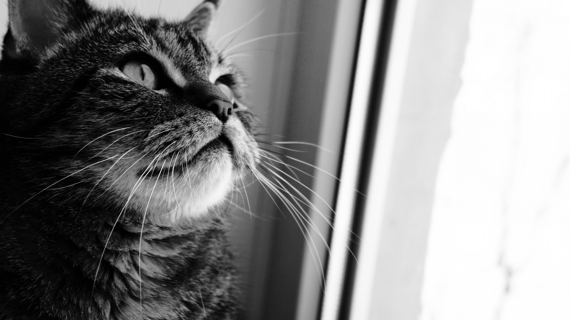 Graustufenfoto Einer Katze, Die Aus Dem Fenster Schaut. Wallpaper in 1920x1080 Resolution