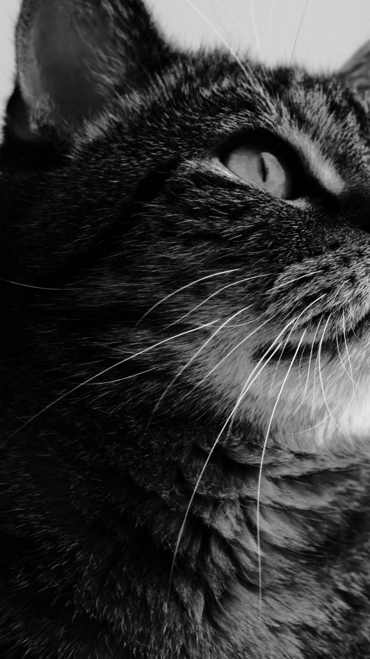 Graustufenfoto Einer Katze, Die Aus Dem Fenster Schaut. Wallpaper in 750x1334 Resolution