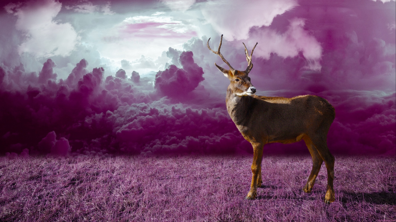 Cerf Brun Sur Terrain D'herbe Brune Pendant la Journée. Wallpaper in 1366x768 Resolution