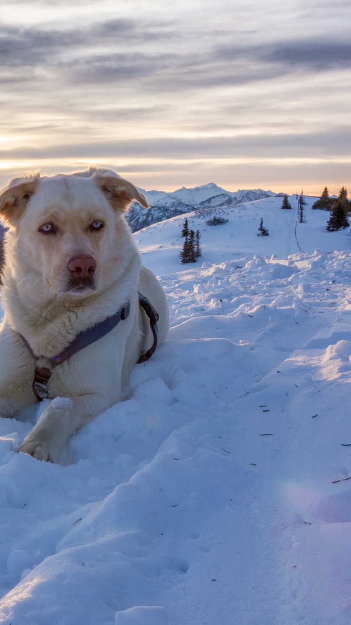 White Short Coated Dog on Snow Covered Ground During Daytime. Wallpaper in 720x1280 Resolution