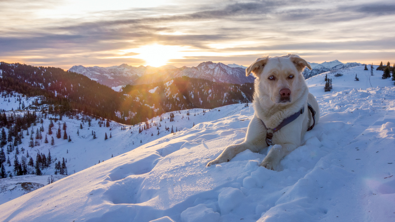 Perro de Pelo Corto Blanco Sobre Suelo Cubierto de Nieve Durante el Día. Wallpaper in 1280x720 Resolution