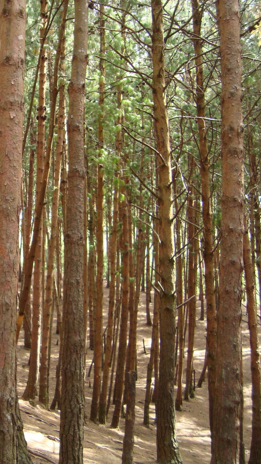 林地, 森林, 针叶林, Grove, 性质 壁纸 1080x1920 允许