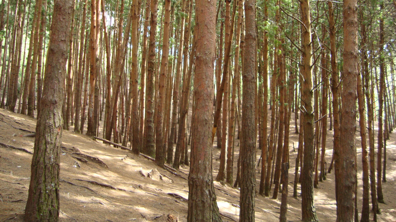 Brown Trees on Brown Soil During Daytime. Wallpaper in 1280x720 Resolution