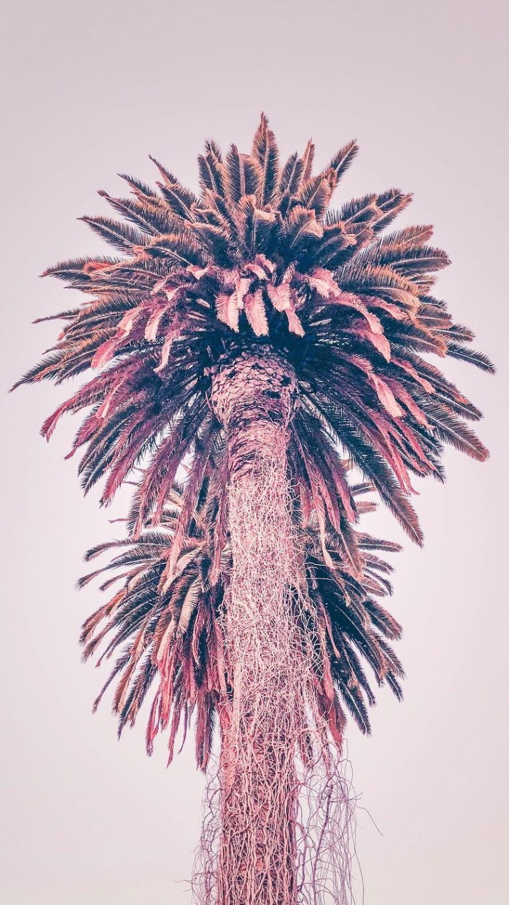 Borassus Flabellifer, Palms, Dattelpalme, Wissenschaft, Baum. Wallpaper in 720x1280 Resolution