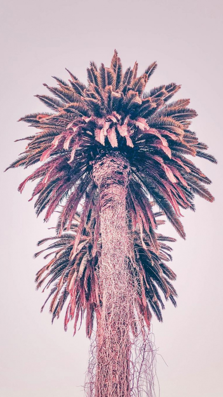 Borassus Flabellifer, Palms, Dattelpalme, Wissenschaft, Baum. Wallpaper in 750x1334 Resolution