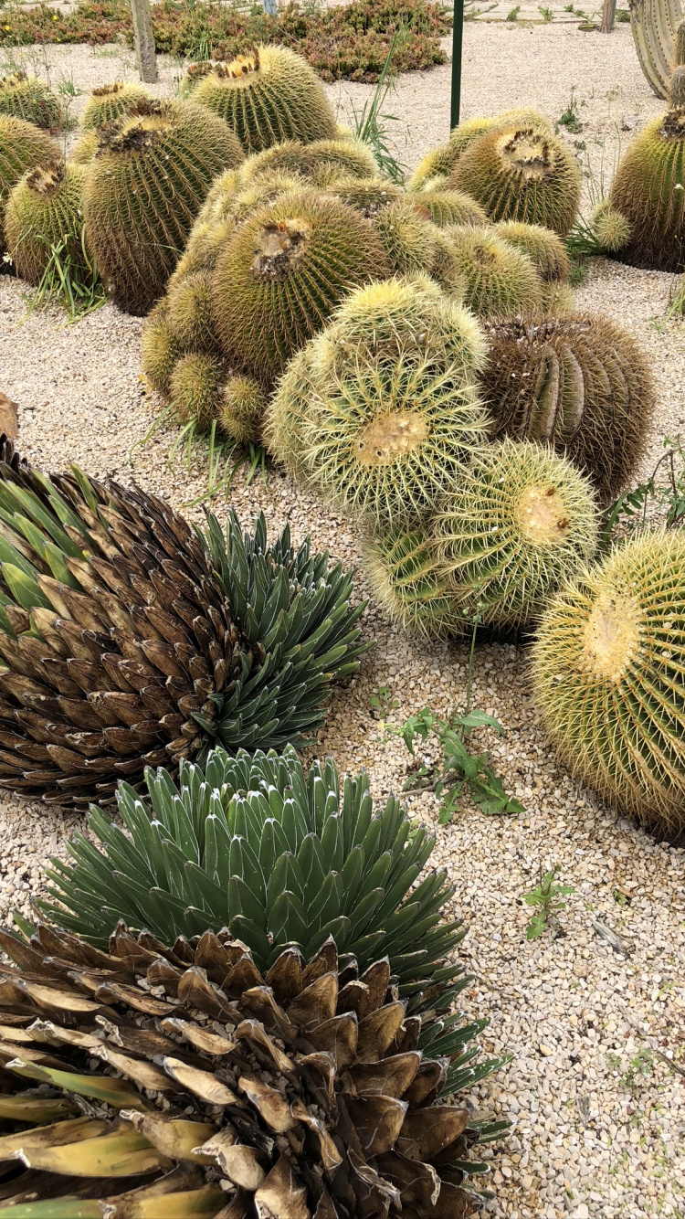 Cactus, Plant Community, Landscape, Adaptation, Botany. Wallpaper in 750x1334 Resolution