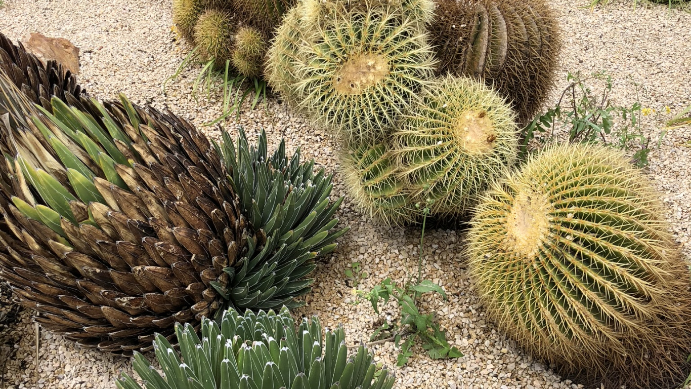 Cactus, Plante de la Communauté, Adaptation, Botanique, Plante Terrestre. Wallpaper in 1366x768 Resolution