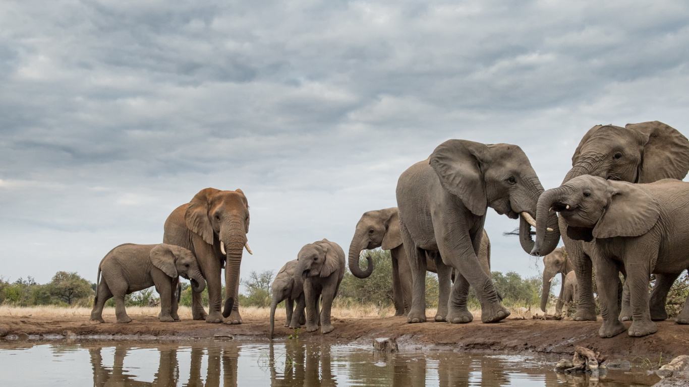 Elefant Auf Dem Wasser Tagsüber. Wallpaper in 1366x768 Resolution