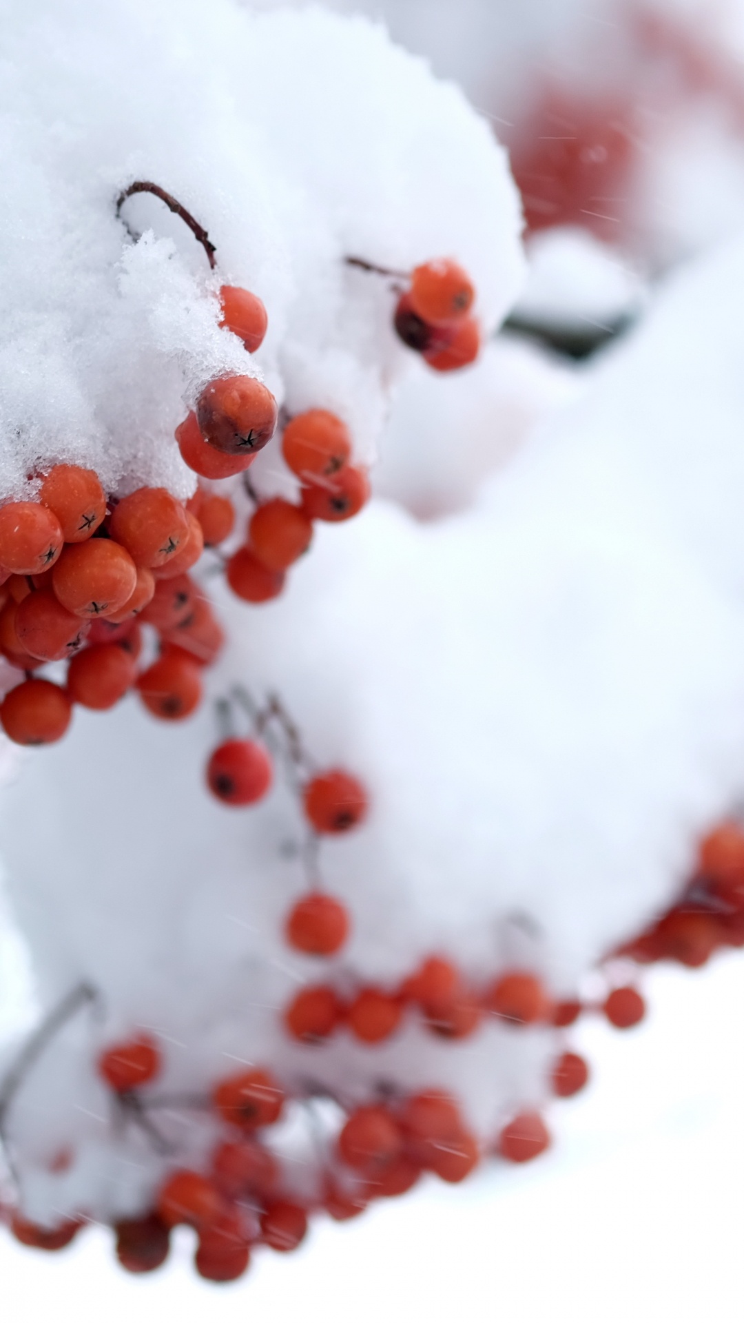 Red Round Fruit Covered With Snow. Wallpaper in 1080x1920 Resolution