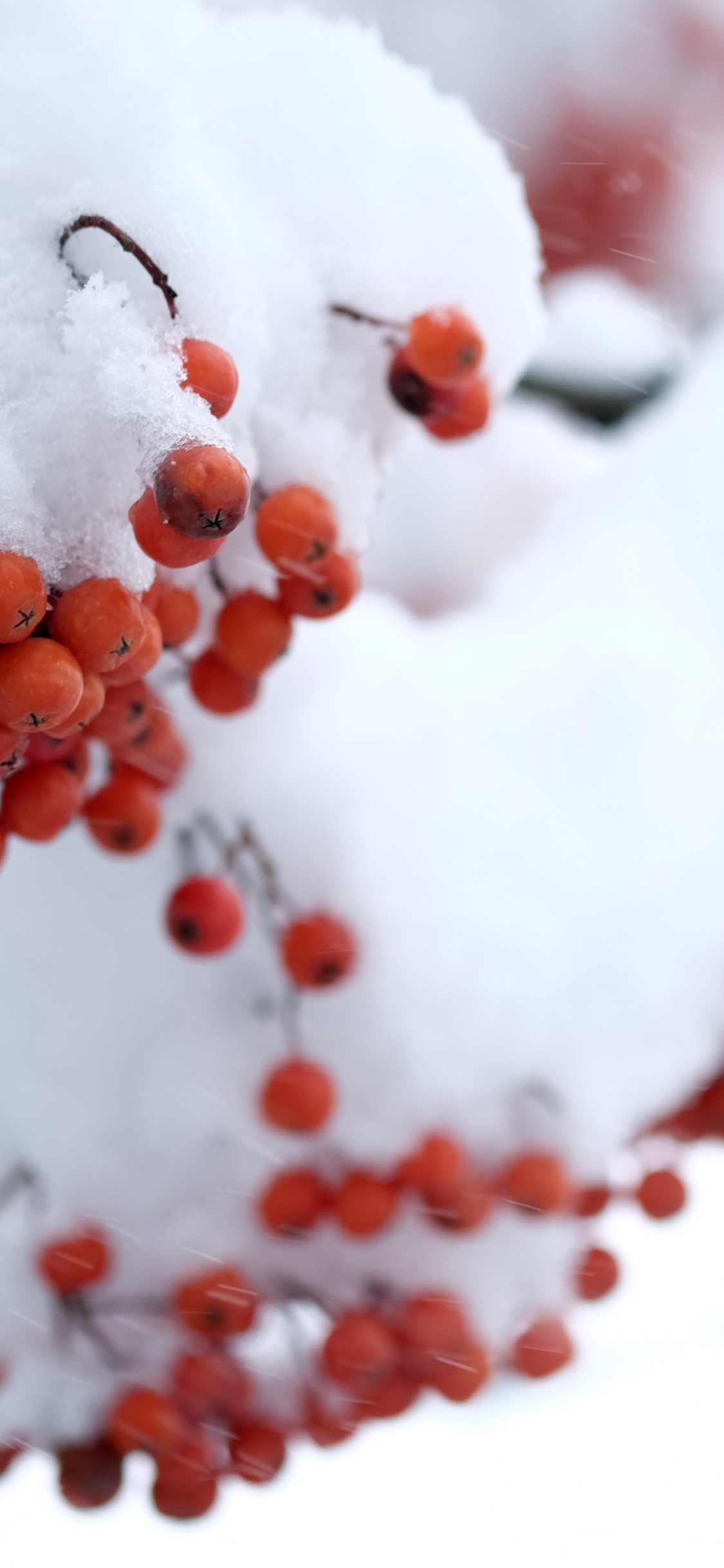 Red Round Fruit Covered With Snow. Wallpaper in 1125x2436 Resolution