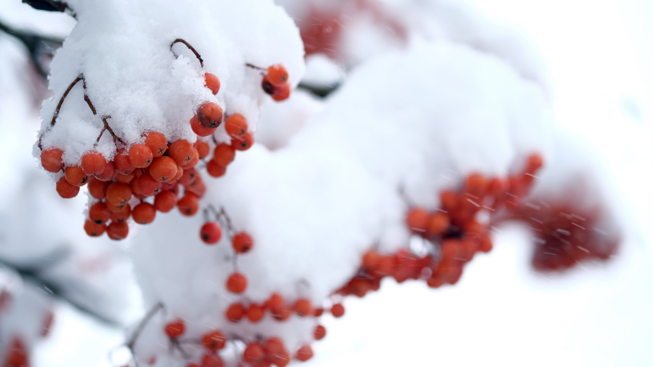 Red Round Fruit Covered With Snow. Wallpaper in 1280x720 Resolution