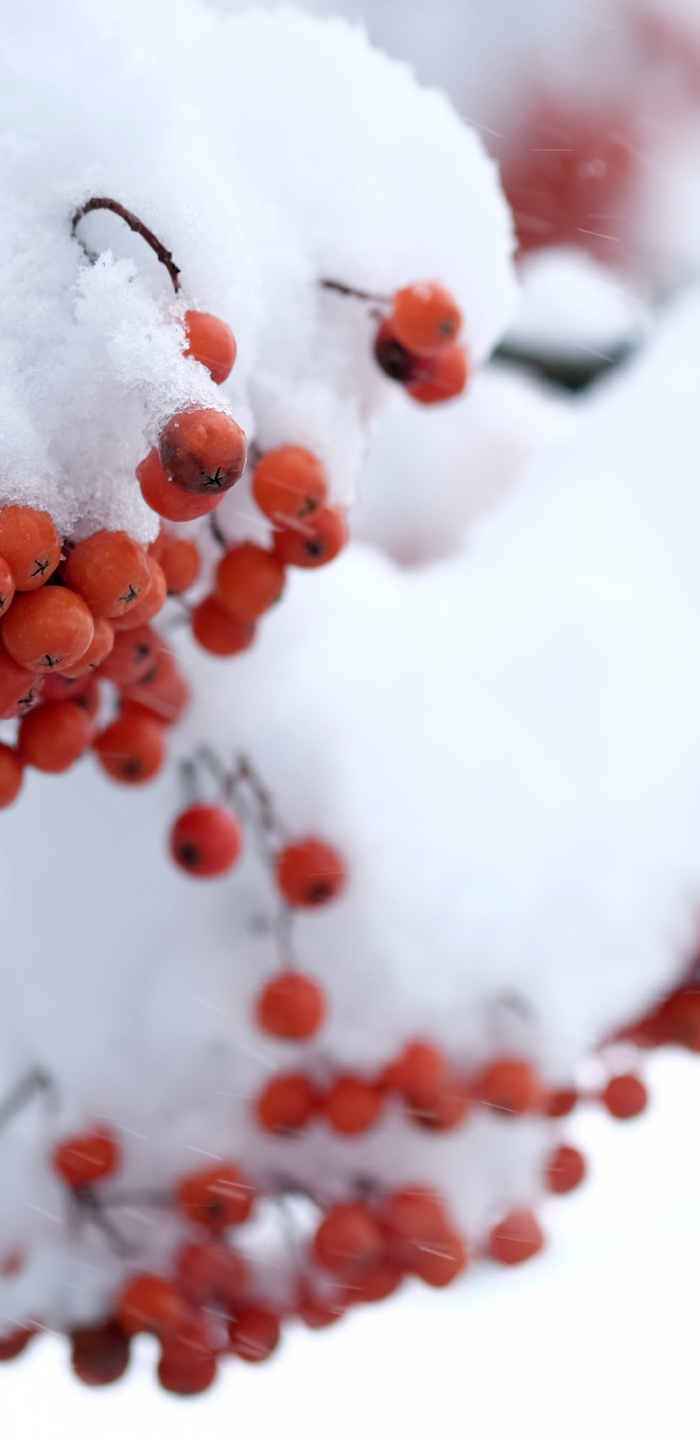 Red Round Fruit Covered With Snow. Wallpaper in 1440x2960 Resolution