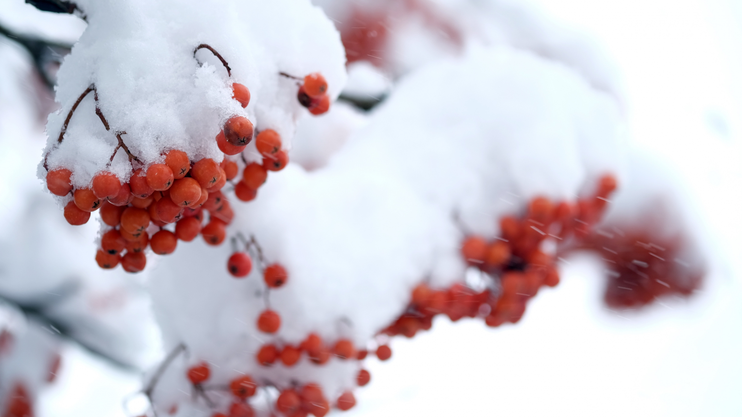 Red Round Fruit Covered With Snow. Wallpaper in 2560x1440 Resolution