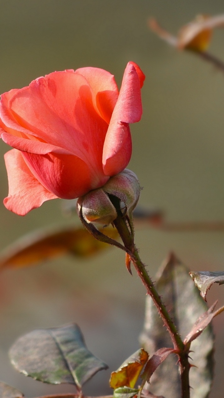 Rosa Rose Blüht Tagsüber. Wallpaper in 720x1280 Resolution