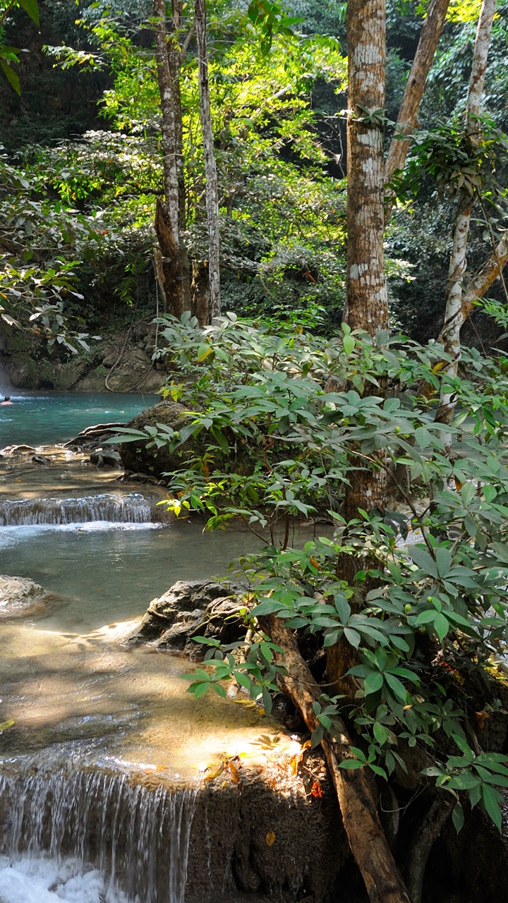 Musgo Verde en el Tronco de un Árbol Marrón Cerca de Las Cascadas de Agua. Wallpaper in 720x1280 Resolution