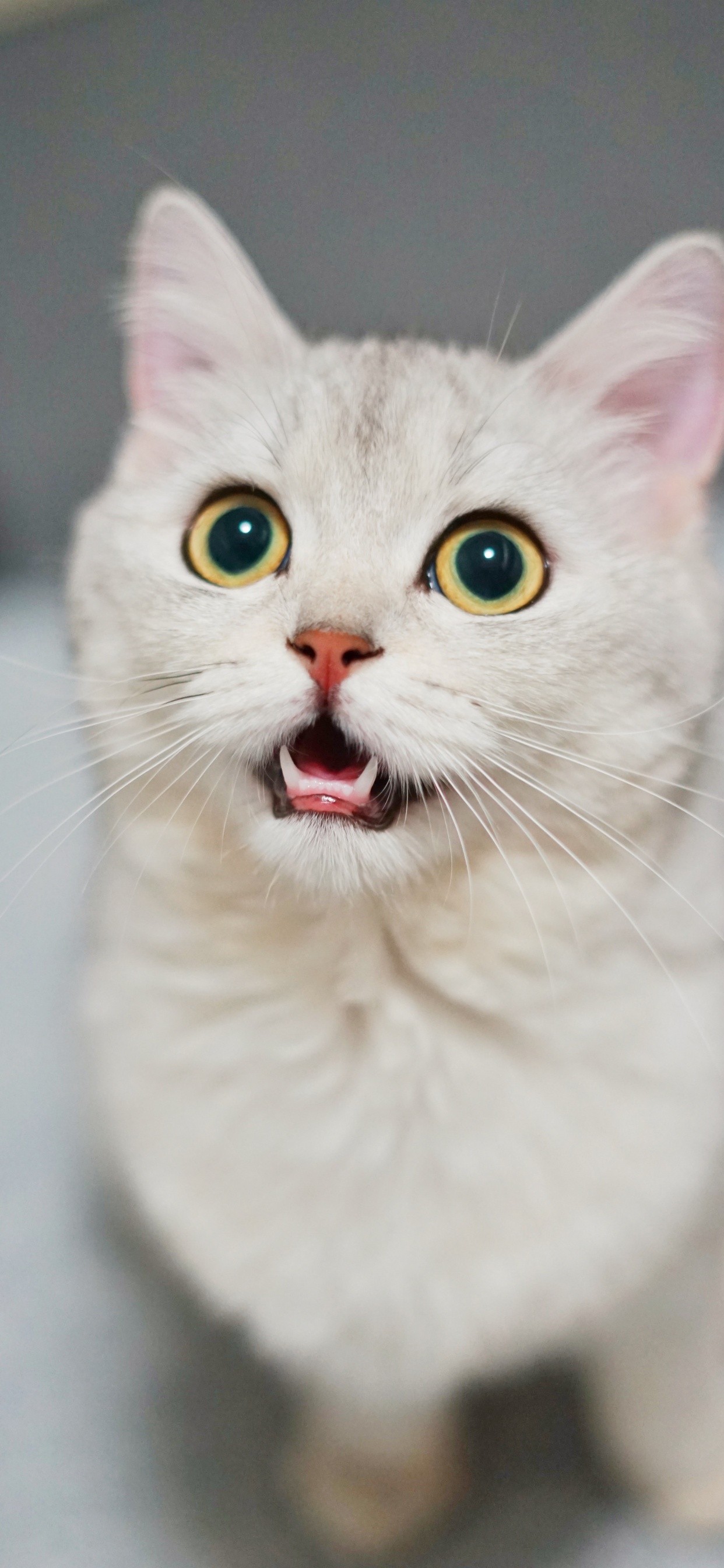 大丹犬, Burmilla, 哈瓦那棕色的, 猫科, 小猫 壁纸 1242x2688 允许