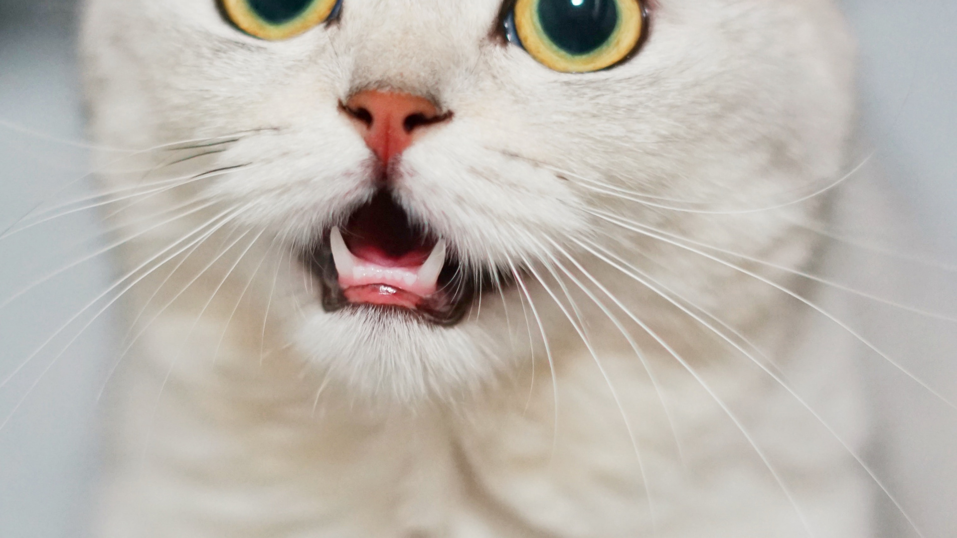 大丹犬, Burmilla, 哈瓦那棕色的, 猫科, 小猫 壁纸 1920x1080 允许