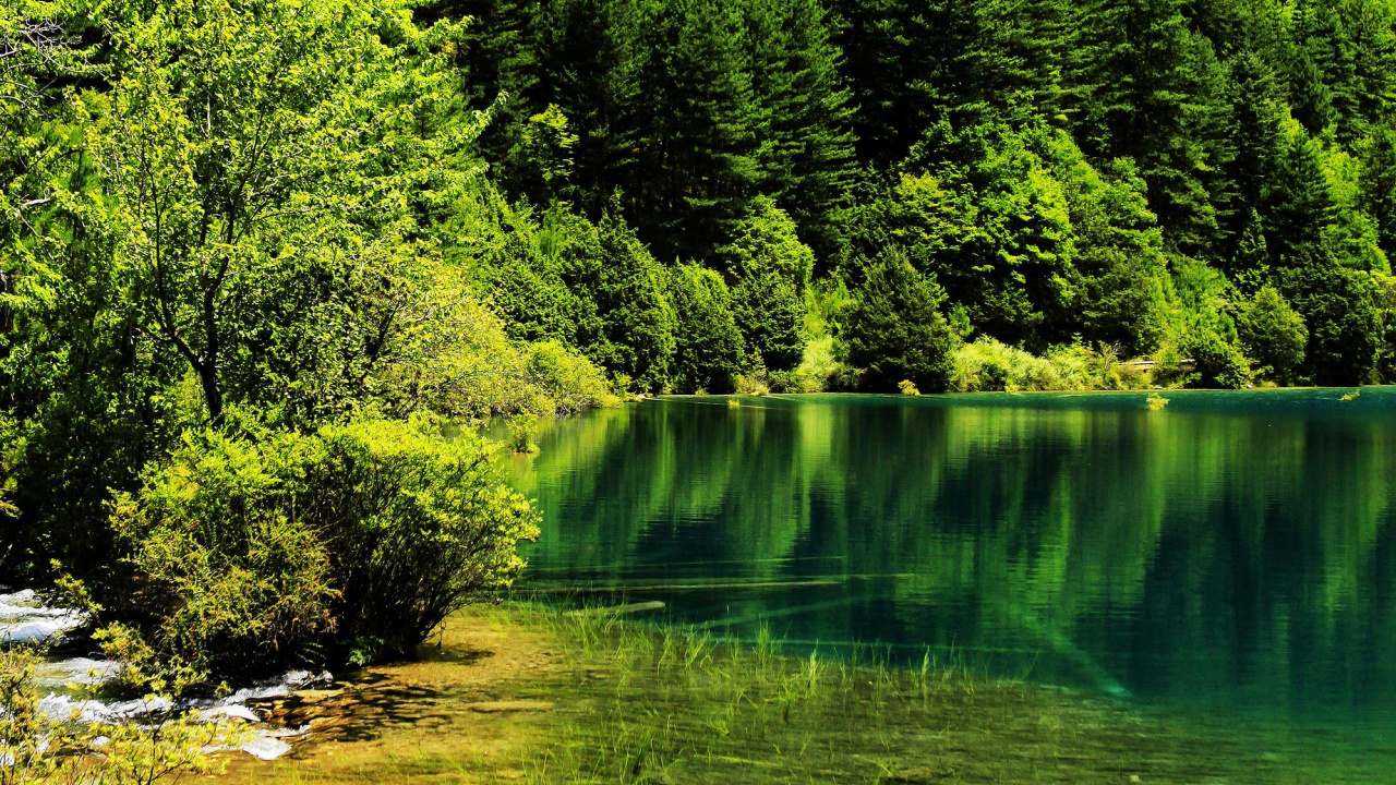Arbres Verts au Bord de la Rivière Pendant la Journée. Wallpaper in 1280x720 Resolution