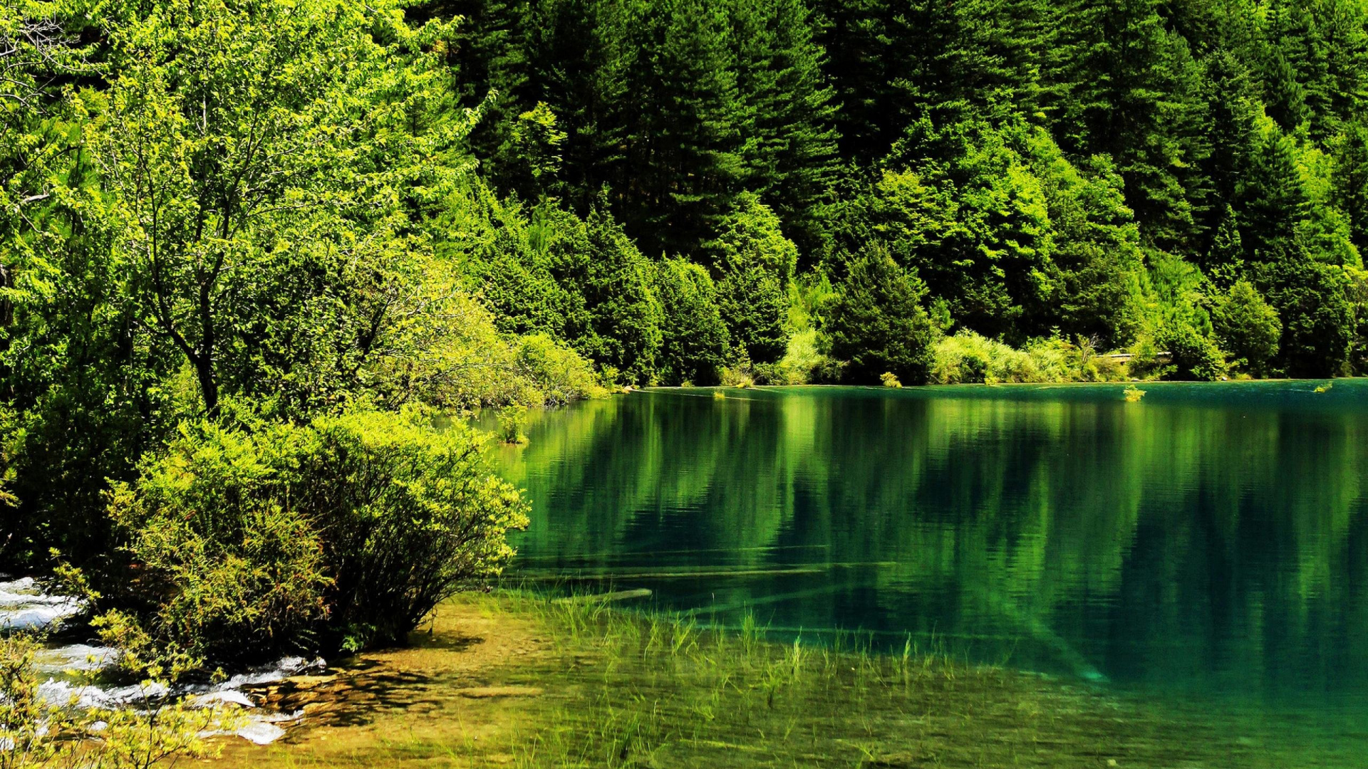Arbres Verts au Bord de la Rivière Pendant la Journée. Wallpaper in 1920x1080 Resolution