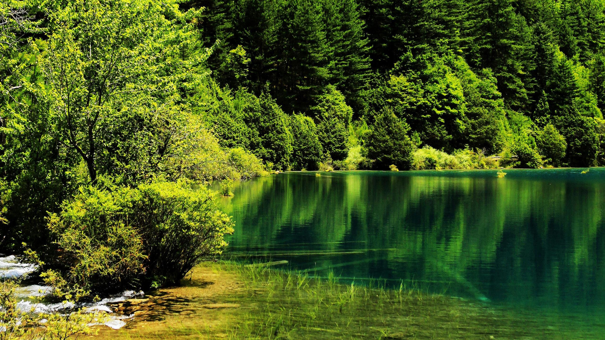 Arbres Verts au Bord de la Rivière Pendant la Journée. Wallpaper in 2560x1440 Resolution