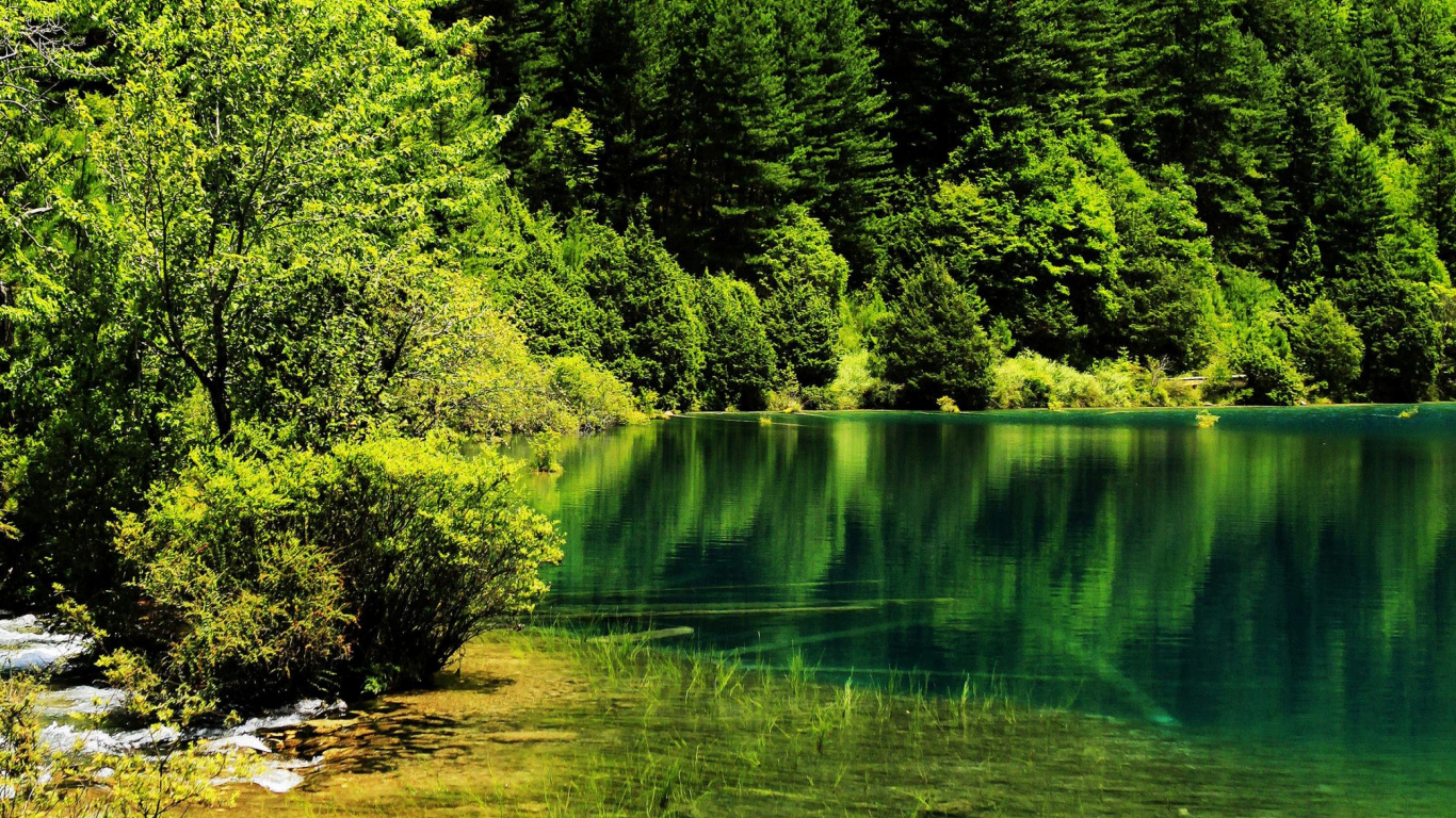 Tagsüber Grüne Bäume am Fluss. Wallpaper in 1366x768 Resolution