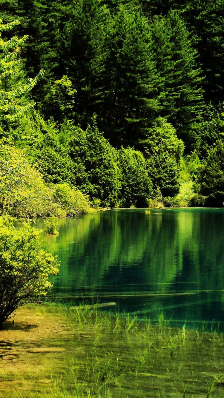 Tagsüber Grüne Bäume am Fluss. Wallpaper in 750x1334 Resolution