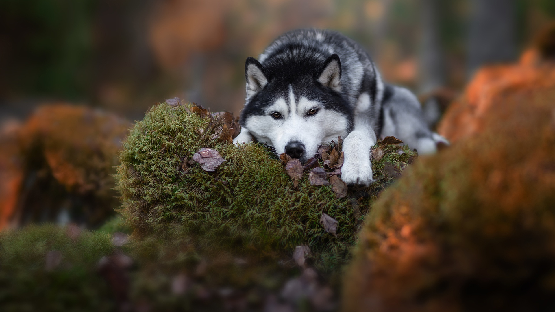 Chiot Husky Sibérien Noir et Blanc Sur L'herbe Verte Pendant la Journée. Wallpaper in 1920x1080 Resolution