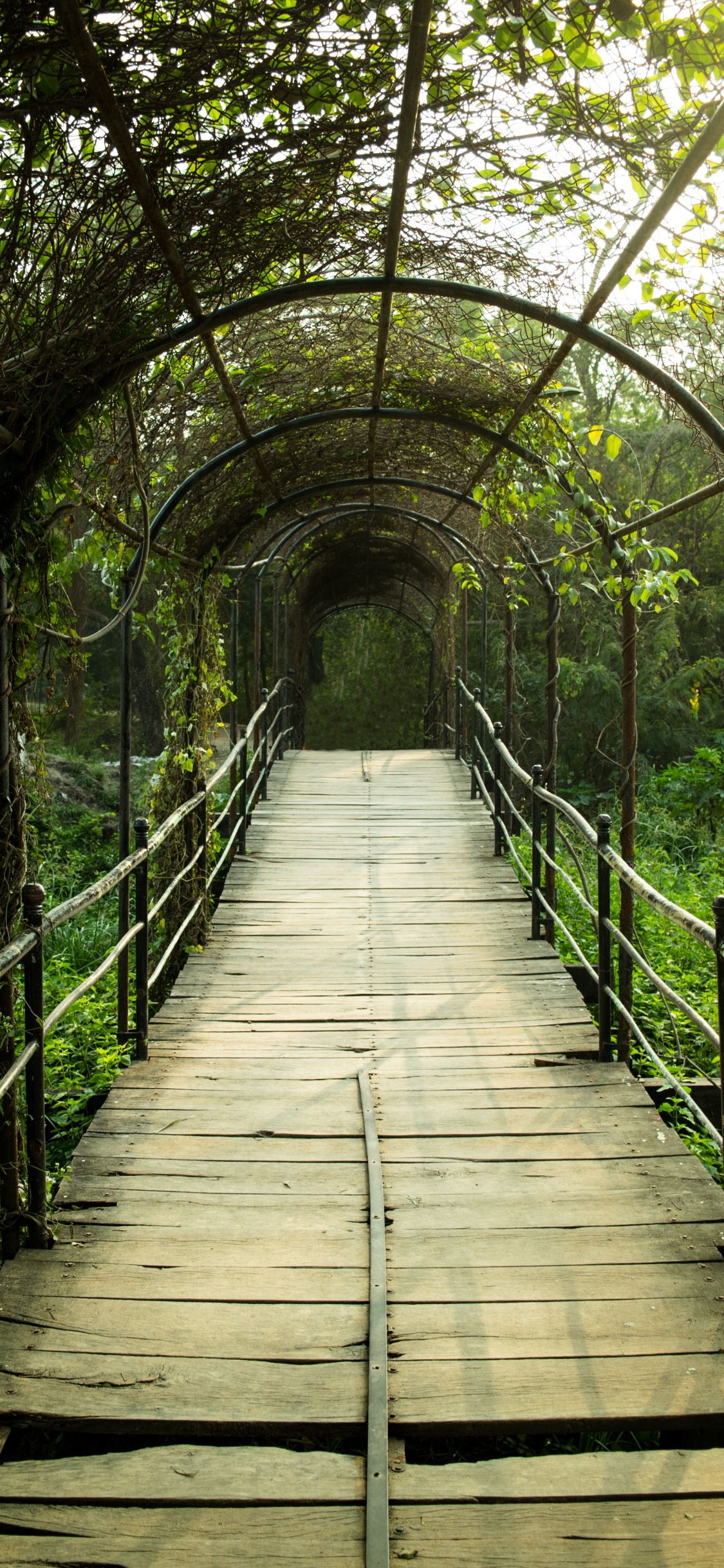 Puente de Madera Marrón Con Plantas Verdes.. Wallpaper in 1125x2436 Resolution